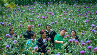 Lào Cai: 13 loại cây dược liệu đạt các tiêu chuẩn thực hành tốt trồng trọt và thu hái cây thuốc