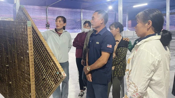 Đẩy mạnh ứng dụng khoa học kỹ thuật, nâng cao hiệu quả nghề trồng dâu nuôi tằm