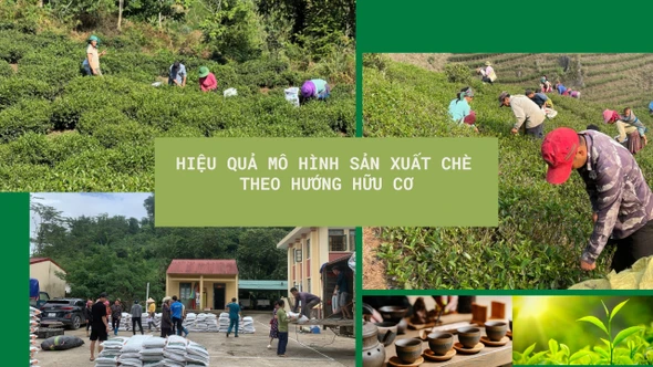 Hiệu quả mô hình sản xuất chè theo hướng hữu cơ