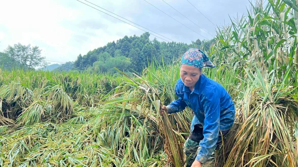 Nỗ lực khắc phục thiệt hại, ổn định mùa vụ