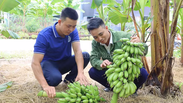 Chuyển đổi cây trồng, nâng cao giá trị nông nghiệp