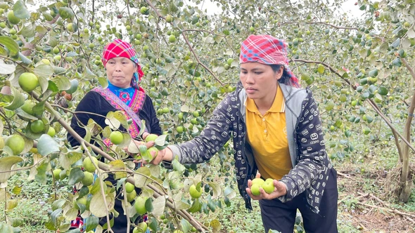 Trải nghiệm hái táo đầu xuân ở Bát Xát