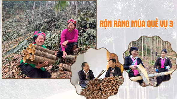 Rộn ràng mùa quế vụ 3