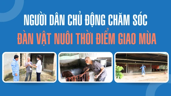 Người dân chủ động chăm sóc đàn vật nuôi thời điểm giao mùa