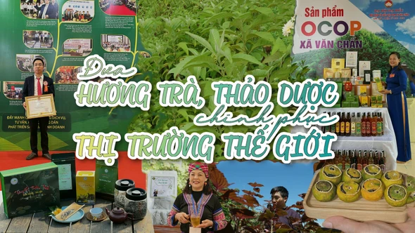 Đưa hương trà, thảo dược chinh phục thị trường thế giới