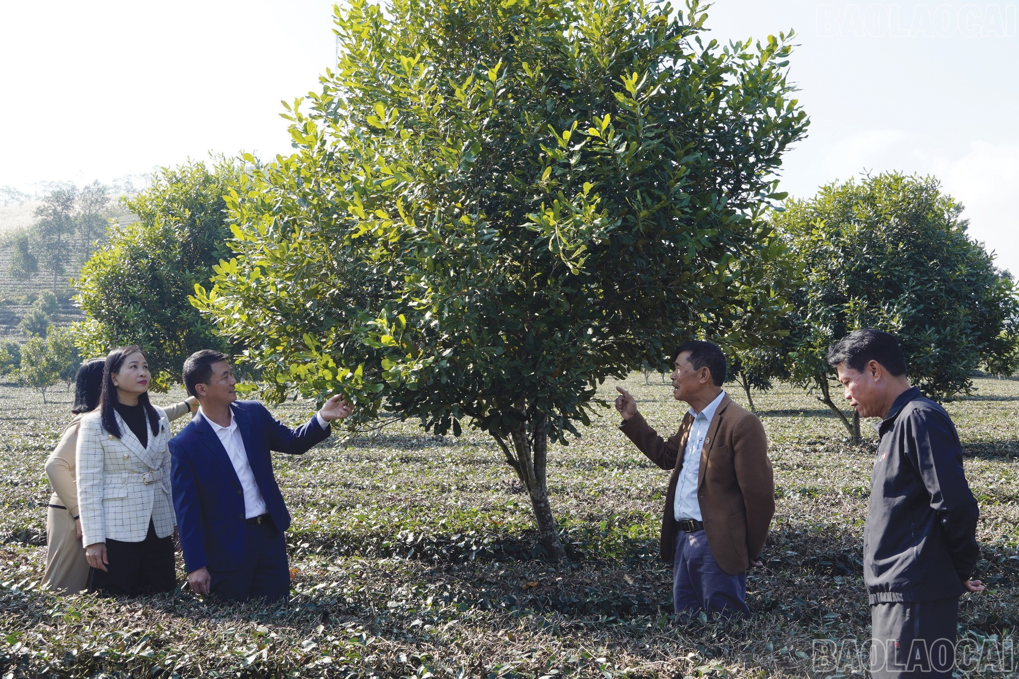 baolaocai-br_lanh-dao-xa-tkiem-tra-trong-va-cham-soc-cay-mac-ca.jpg
