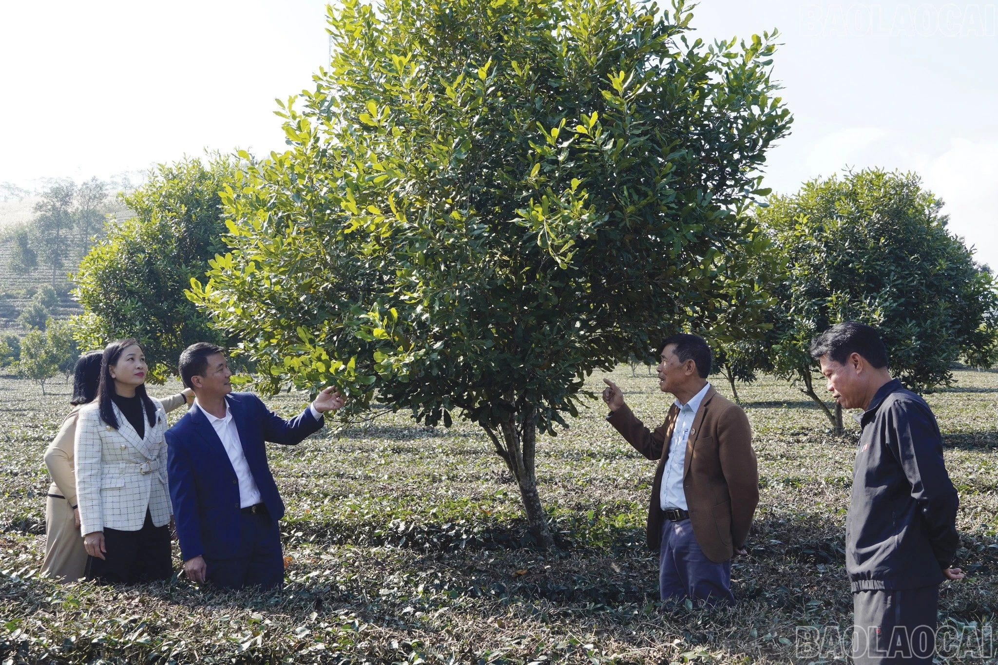 baolaocai-br_lanh-dao-xa-tkiem-tra-trong-va-cham-soc-cay-mac-ca.jpg