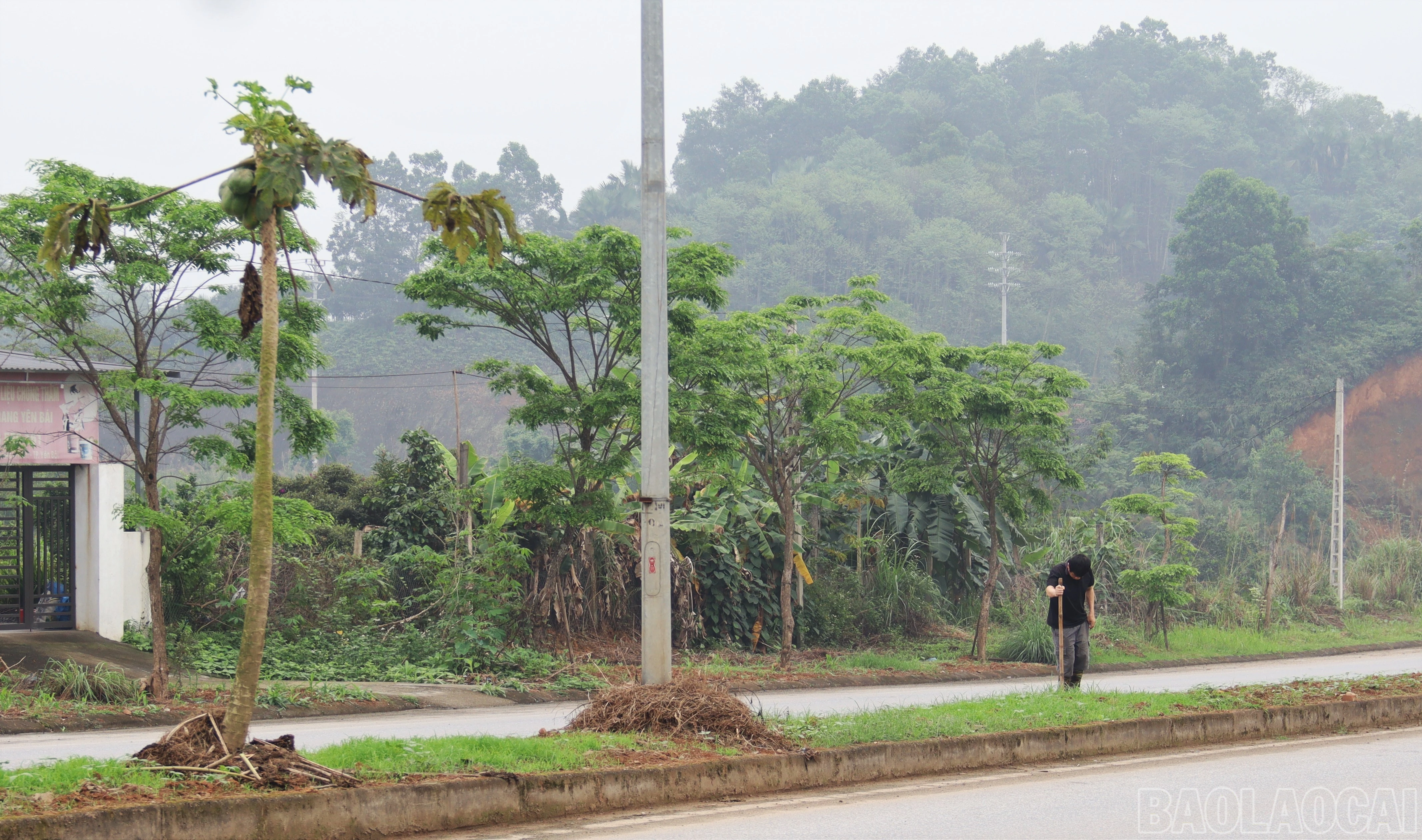 baolaocai-br_nguoi-dan-trong-cay-tren-giai-phan-cach-duong-pham-hung.jpg