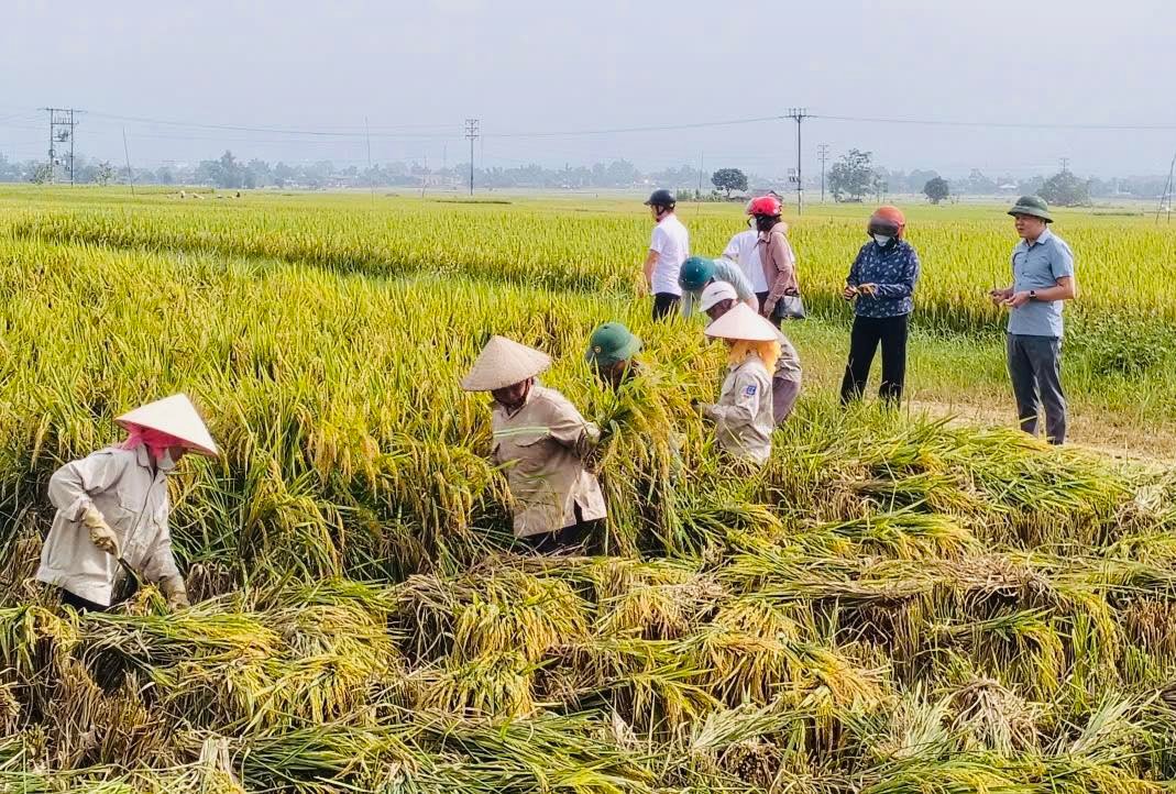 Người dân phấn khởi trước mỗi mùa vàng bội thu. 11.jpg