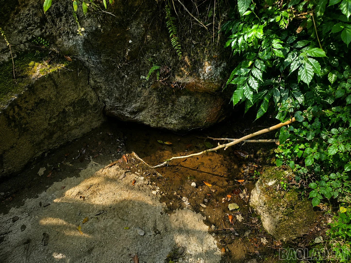 baolaocai-br_90c73ce0-5601-4057-a641-2230fae8456b.png