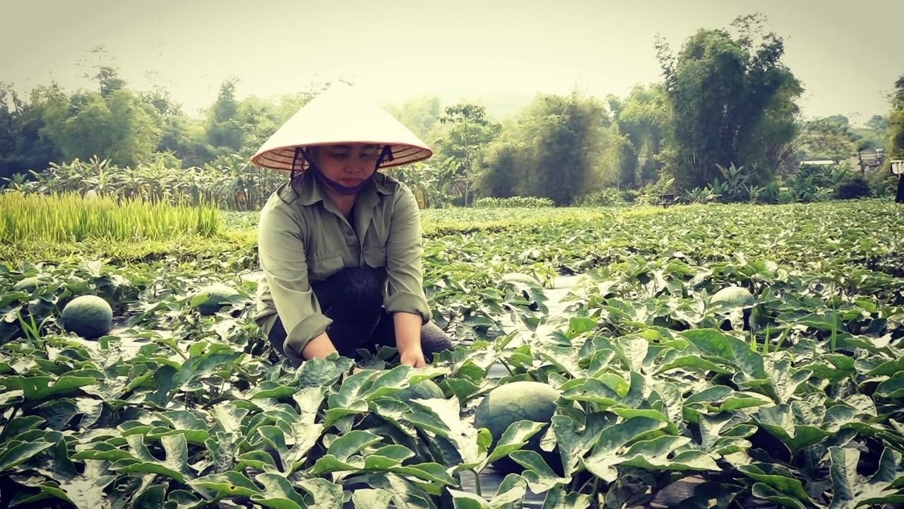 Mô hình kinh tế mang lại hiệu quả kinh tế cao cho người dân. 8.jpg