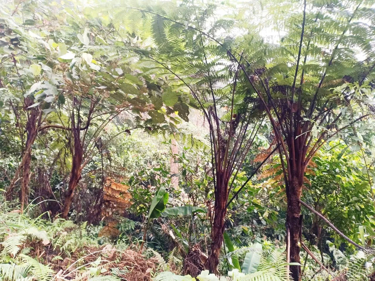 baolaocai-br_z7783717758205-63f2146aa44805ea5ecf0268e2f34c71.jpg