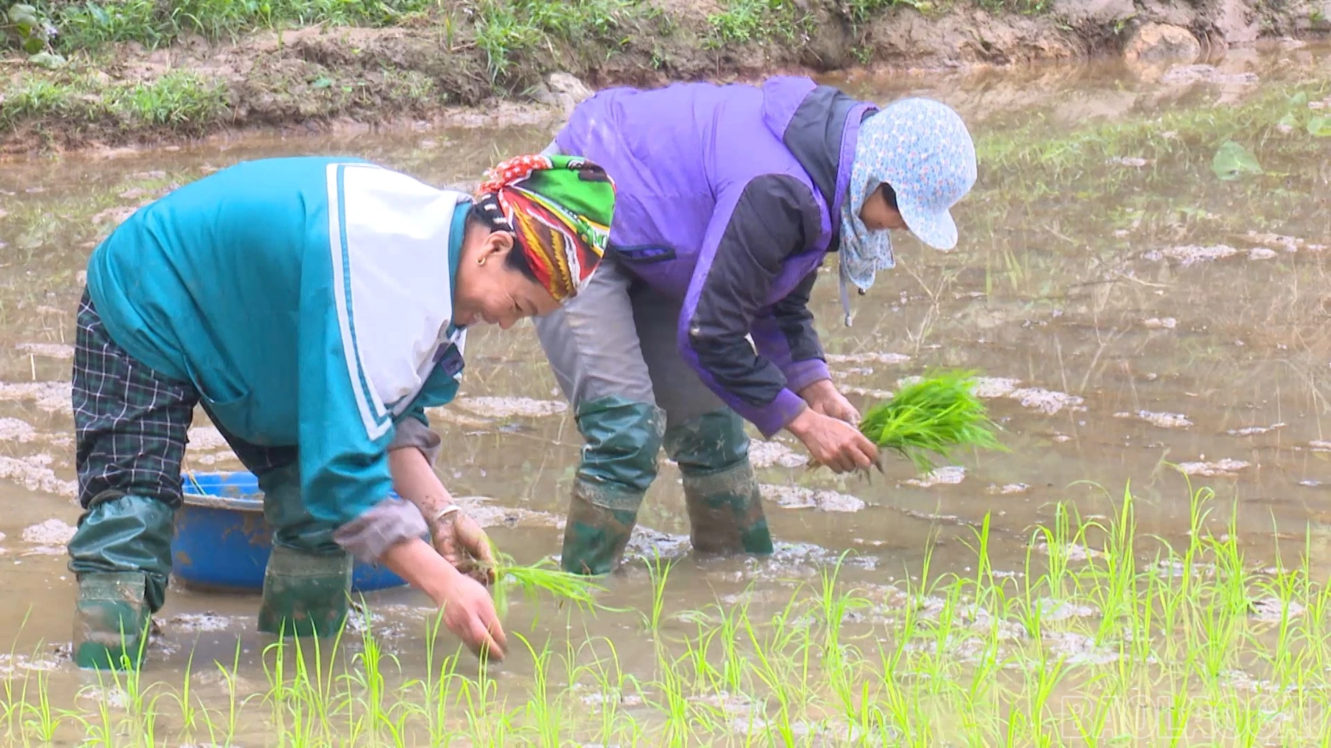 baolaocai-br_vu-ngoc-son-to-truong-to-antt-thon-tham-pong-xa-luc-yen00-07-56-13still003.jpg