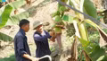 Hiệu quả mô hình trồng chuối không sử dụng thuốc bảo vệ thực vật ở Pha Long
