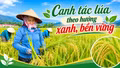 Canh tác lúa theo hướng xanh, bền vững