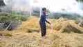Nông dân vùng cao chủ động dự trữ thức ăn cho gia súc trước mùa đông