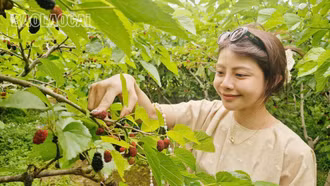 Trải nghiệm mùa quả chín trên “cao nguyên trắng” Bắc Hà