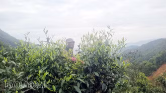 [Ảnh] Thăm rừng chè cổ thụ Ngải Trồ