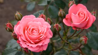 Vùng thấp tiếp tục nắng nóng