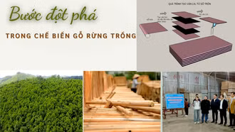 Bước đột phá trong chế biến gỗ rừng trồng
