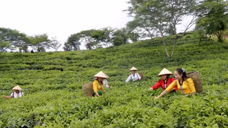 Lào Cai: Nông nghiệp tăng trưởng 4,76%/năm trong 5 năm