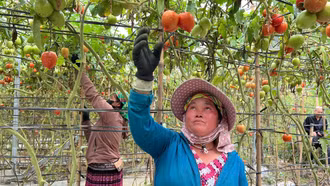 Giảm nghèo về thông tin – Chìa khóa nâng tầm nông sản vùng cao