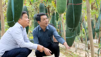 Lào Cai: Ứng dụng khoa học - công nghệ trồng thành công giống bí đen Quế Á số 7