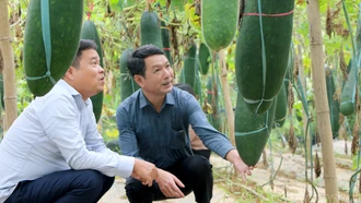Lào Cai: Ứng dụng khoa học - công nghệ trồng thành công giống bí đen Quế Á số 7