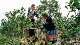 Lễ hội Trà Shan tuyết tỉnh Lào Cai 2025 sẽ diễn ra từ ngày 21 - 23/11