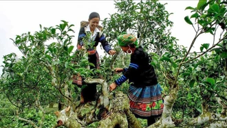 Lễ hội Trà Shan tuyết tỉnh Lào Cai 2025 sẽ diễn ra từ ngày 21 - 23/11