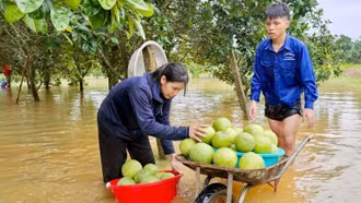 Thác Bà: Hơn 150 ha bưởi đặc sản Đại Minh vào vụ thu hoạch bị ngập sâu trong nước