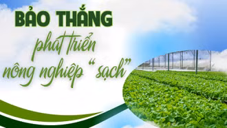 Bảo Thắng phát triển nông nghiệp "sạch"
