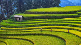 Mùa lúa xanh ở Mù Cang Chải