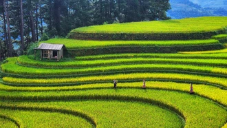 Mùa lúa xanh ở Mù Cang Chải