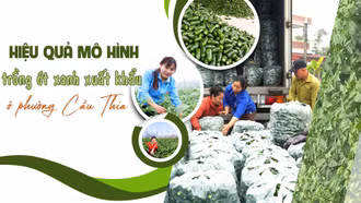 Hiệu quả mô hình trồng ớt xanh xuất khẩu ở phường Cầu Thia