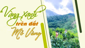 "Vàng xanh" trên đất Mỏ Vàng