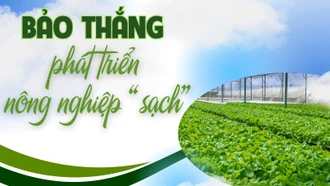 Bảo Thắng phát triển nông nghiệp "sạch"