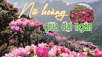 “Nữ hoàng” giữa đại ngàn