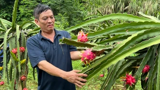 Bảo Thắng chuyển vườn tạp thành “tấc vàng”