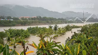 [Ảnh] Lũ trên sông Hồng lên nhanh