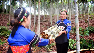 Mùa quế ngát hương