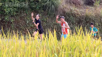 Gần 150 vận động viên tham dự Giải chạy “Giữa sắc vàng mùa lúa chín” năm 2025