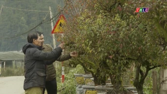 Khám phá "thủ phủ" Nhất Chi Mai ở Lào Cai