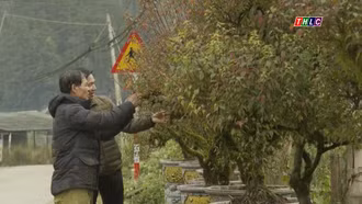 Khám phá "thủ phủ" Nhất Chi Mai ở Lào Cai