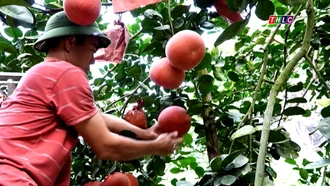 Bưởi đỏ chờ xuân