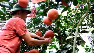 Bưởi đỏ chờ xuân