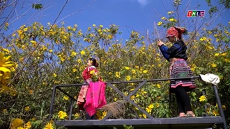 Mùa dã quỳ trên đỉnh Suối Giàng mờ sương