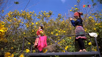 Mùa dã quỳ trên đỉnh Suối Giàng mờ sương