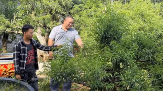 Ngát xanh đồng đất Thượng Hà