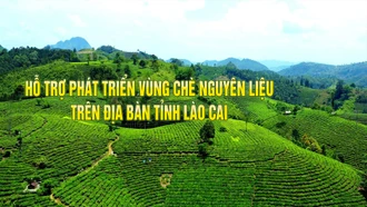 Chính sách hỗ trợ phát triển vùng chè nguyên liệu trên địa bàn tỉnh Lào Cai